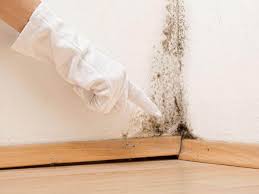 Mold Documentation for Insurance Claims